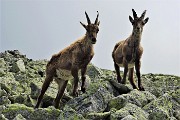 03 Sono in compagnia degli stambecchi!